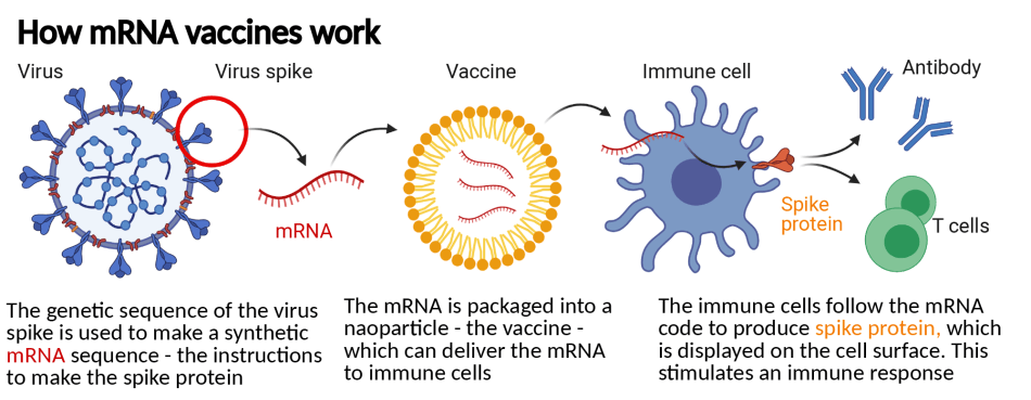 The trouble with a Nobel for mRNA COVID vaccines diagram